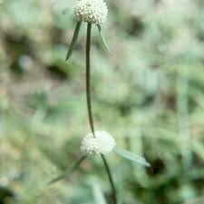 Image result for Spermacoce ruelliae