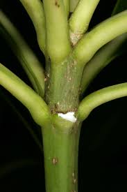 Image result for Rauvolfia afra