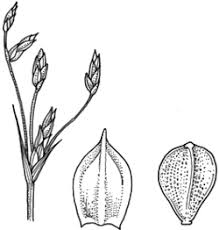 Image result for Bulbostylis densa