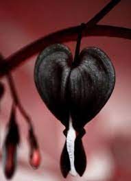 Shop 25 Black Bleeding Heart Seeds Flowers Perennial Shade Flower Seed 82 Us Seller Truegether Flowers Perennials Shade Flowers Shade Perennials