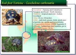 Red Foot Tortoise Care Darrell Senneke And Chris Tabaka Dvm