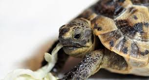Why Is My Turtle Not Eating Overcome Problem Turtlepets