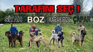 Kopeklerimiz Kac Kilo Kangal Ve Anadolu Coban Kopeklerine Nasil Kilo Aldirilir Youtube