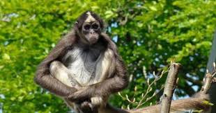 قرد العنكبوت البني Spider Monkey Monkey Animals
