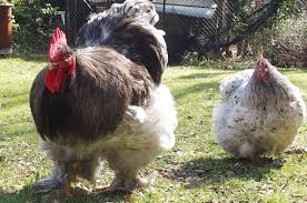 Patty Coq Cochin Bleu D Un An S Affirme Avec Les Poules Hen Farm Chicken Breeds Chicken Life