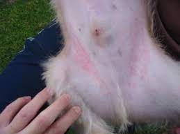 Dog Skin Allergies Rash On Dogs Belly Dog Hair Loss