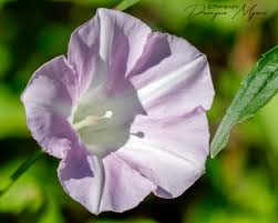 Image result for Convolvulus aschersonii