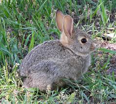 Hey, ce cochon d'inde en peluche est à vendre. Rongeurs Et Petits Mammiferes Votre Animalerie Jardiland A Nice