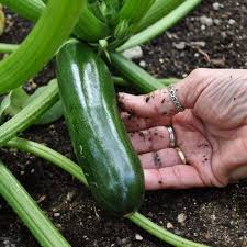 The flowers are also edible and are sometimes fried. Green Machine Zucchini Organic F1 Hybrid 45 Days Cucurbita Pepo