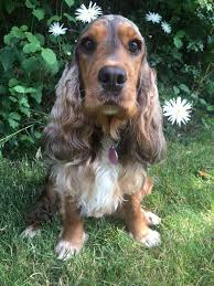 Maybe you would like to learn more about one of these? Hunter My Gentle Soppy Gold Freyeden Cocker Spaniels Facebook