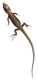 When it comes to north america, there is only one type of lizard that's poisonous, which is the gila monster. Podarcis Muralis Wikipedia