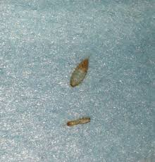 tiny black bugs in bedroom  bedroom at