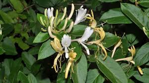 Image result for Lonicera