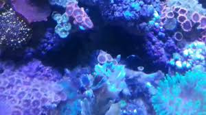 Atau ingin tau jenis ikan laut untuk hiasan? Penataan Tata Letak Koral Anemon Polip Jamur Pada Quarium Air Laut Youtube
