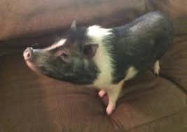 They are a huge black pigs. American Mini Pig Standard Colors And Patterns