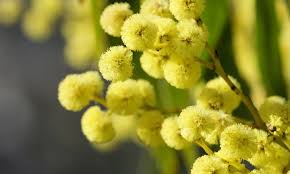 Image result for Mimosa