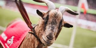 Had to be put down due to health reasons on wednesday 21st april. 1 Fc Koln On Twitter Wir Trauern Um Hennes Viii Unser Geliebter Geissbock Von 2008 Bis 2019 Effzeh Wappentier Musste Aus Gesundheitlichen Grunden Eingeschlafert Werden Er Wurde 14 Jahre Alt Ruhe In Frieden