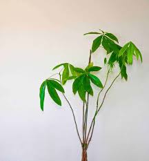 Maybe you would like to learn more about one of these? Fertilizing Money Trees When To Do It How Often And With What The Healthy Houseplant