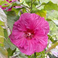 Image result for Hibiscus physaloides
