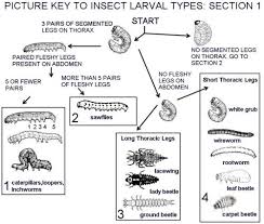 Recognizing Insect Larval Types Entomology