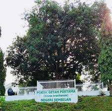 Portal rasmi lembaga getah malaysia malaysian rubber board. Pokok Getah