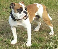 Current research shows that the issue is not so simple. Victorian Bulldog Dog Breed