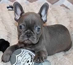 Join millions of people using oodle to find puppies for adoption, dog and puppy listings, and other pets adoption. French Bulldog Puppies For Sale Glendale Az 89841