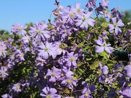 Maybe you would like to learn more about one of these? Waldreben Clematis Infos Pflanzen Dieser Gattung