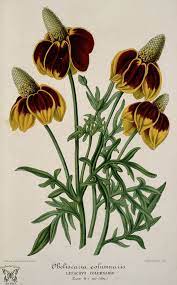 Mexican Hat 1857 Botanical Drawings Botanical Painting Vintage Botanical Prints