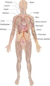 The muscular system is made up of specialized cells called muscle fibers. Transparent Muscles Body Diagram Human Biology And Anatomy Transparent Cartoon Jing Fm
