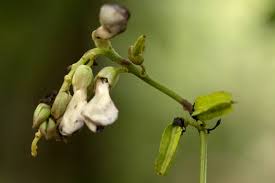 Image result for Psophocarpus scandens