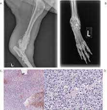 I read that after all of these procedures only 28% of dogs lived two years. A Dog In The Cancer Fight Comparative Oncology In Osteosarcoma Intechopen