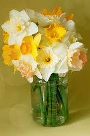 Daffodil Daffodils Flower Arrangements Daffodil Flower