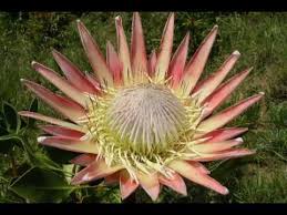 The proteaceae are prominent, with genera such as protea, leucospermum (the pincushions), and leucadendron (the silver tree and cone bushes). Flowers Of South Africa Youtube