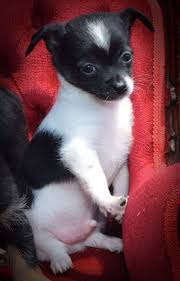 Check spelling or type a new query. Jflores Chihuahua Poodle Shih Tzu Mix Home Facebook