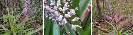 Image result for Cordyline stricta