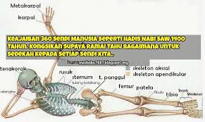 Jika manusia tidak memiliki tulang bisa dibayangkan apa yang akan terjadi? Restoran Al Hanin Assalamualaikum Wbt Good Morning Boss Jomsolatdhuha Keajaiban 360 Sendi Manusia Seperti Hadis Nabi Saw 1400 Tahun Aisyah Ra Meriwayatkan Bahawasanya Rasulullah Saw Bersabda Setiap Manusia Telah Diciptakan