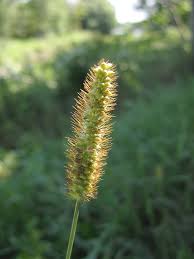 Image result for Setaria pumila