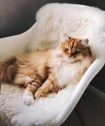 Sniss The Siberian Cat From Norway Siberian Cat World Siberian Cat Cats Siberian