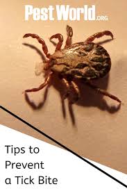 It's important to check both yourself and your pet for ticks after engaging in any activity that might have exposed you to these parasites. Pin On Fleas Ticks