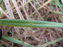 Image result for Cenchrus clandestinus