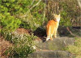 Nicht selten führt der besuch auf samtpfoten sogar zu handfestem streit unter tierischer ärger unter nachbarn katzen im garten: 9 Durchschnittlich Katzen Vertreiben Garten In 2020 Katzen Vertreiben Graser Im Garten