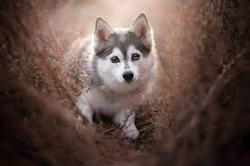 Baby Husky 1080p 2k 4k 5k Hd Wallpapers Free Download Wallpaper Flare