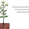 تفسير حلم رؤية القطة للعزباء في المنام. 1