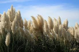 One of the loveliest ornamental grasses, superb as an architectural specimen or large accent. 16 Easy Tips To Successfully Grow Pampas Grass Happy Diy Home