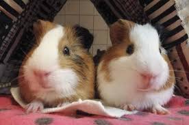 豚鼠 （ 學名 ： cavia porcellus ），又名 天竺鼠 、 葵鼠 、 荷蘭豬 ，在 動物學 的分類是 哺乳綱 齧齒目 豚鼠科 豚鼠屬 。. è·å…°çŒªçš„å«å£°ä»£è¡¨ä»€ä¹ˆ å® ç‰©åœˆ