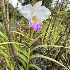 Image result for Microstegium fasciculatum