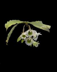 Image result for Eggelingia ligulifolia