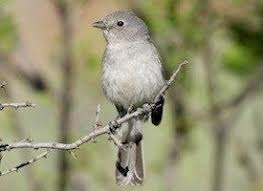 Birds Of Arizona Desert Gray Vireo Photo Arizona Nm Small Desert Bird Ornithology Birds Grey