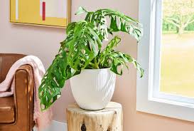 Image result for Monstera